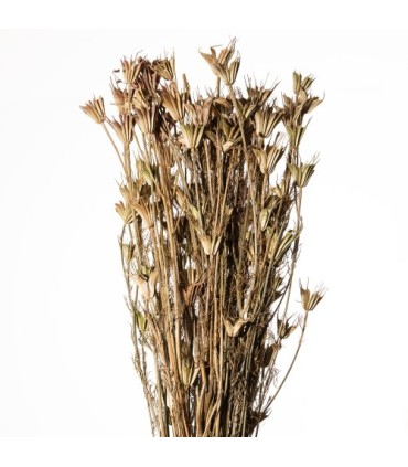 FLEUR DE NIGELLE NATUREL 100Gr