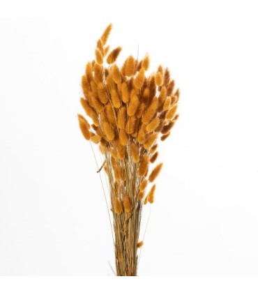 LAGURUS SECHE COULEUR 100GR