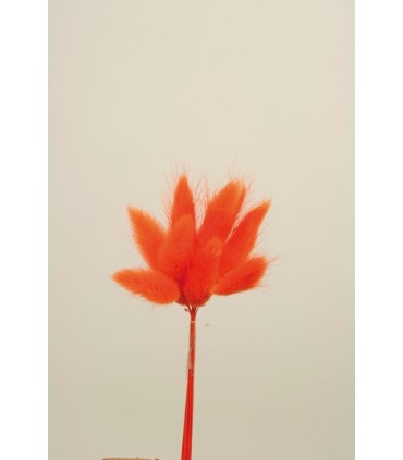 LAGURUS SECHE COULEUR 100GR