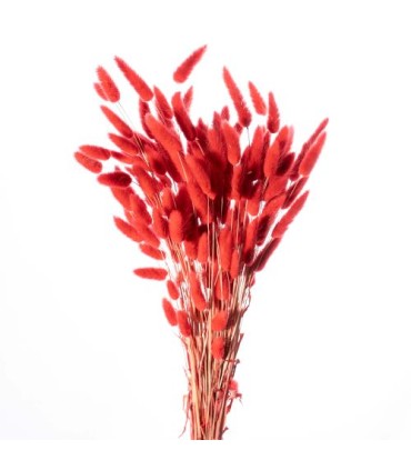 LAGURUS SECHE COULEUR 100GR