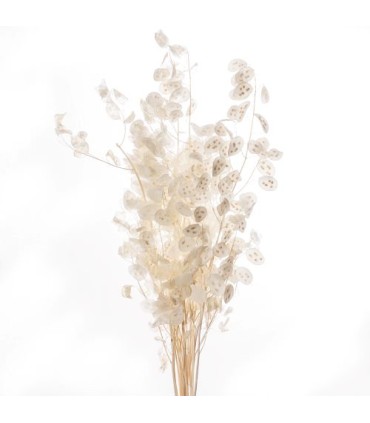 SEC FLEUR LUNARIA NATUREL les 10P