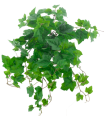 FEUILLE DE VIGNE VERTE 52CM à la pièce