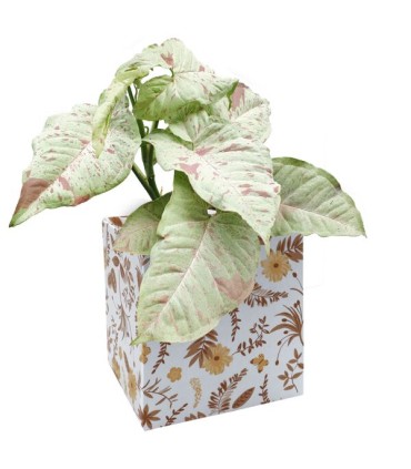 BOITE CARTON SIMPLY IMP.médium les 10P