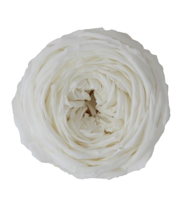 VERDISSIMO-ROSE Garden 6P