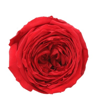 VERDISSIMO-ROSE Garden 6P