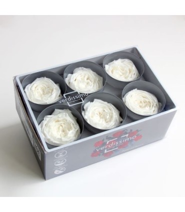 VERDISSIMO-ROSE Garden 6P
