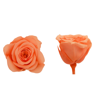 VERDISSIMO-ROSE Princesse 16P