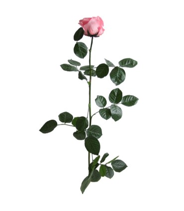 VERDISSIMO-ROSE AMOROSA / 1 TIGE