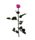 VERDISSIMO-ROSE AMOROSA / 1 TIGE