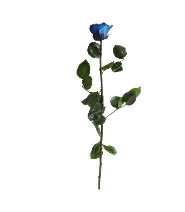 VERDISSIMO-ROSE AMOROSA / 1 TIGE