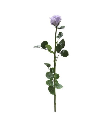 VERDISSIMO-ROSE AMOROSA / 1 TIGE