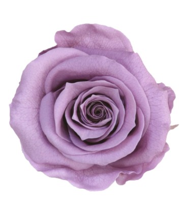 VERDISSIMO-ROSE AMOROSA / 1 TIGE