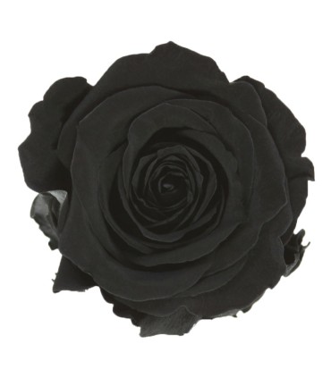 VERDISSIMO-ROSE AMOROSA / 1 TIGE