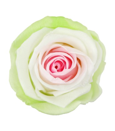 VERDISSIMO-ROSE AMOROSA / 1 TIGE