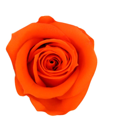 VERDISSIMO-ROSE mini 12P