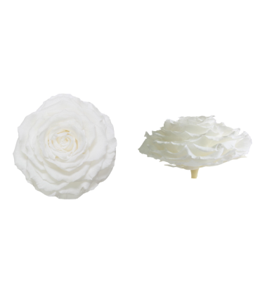 VERDISSIMO-ROSE BOITE 1P