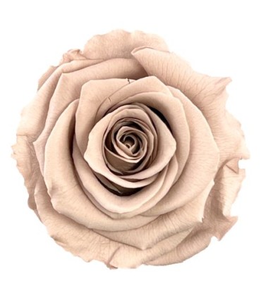 VERDISSIMO-ROSE Standard 6P