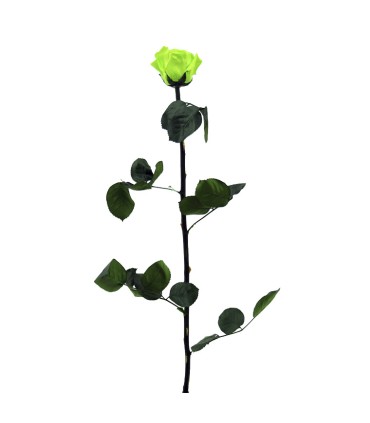 VERDISSIMO-ROSE AMOROSA / 1 TIGE