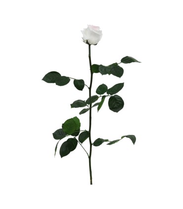 VERDISSIMO-ROSE AMOROSA / 1 TIGE