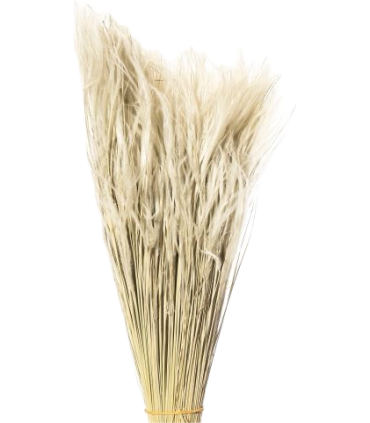 SEC STIPA PENNATA les 100gr