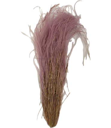 SEC STIPA PENNATA les 100gr