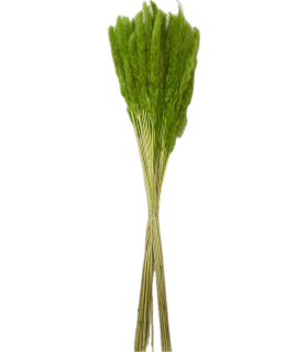 FEUILLE HERBE DE LA PAMPA mini les 100gr