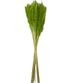 FEUILLE HERBE DE LA PAMPA mini les 100gr