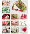 JESO CARTE "BRILLANTE"+ENVELOPPE/ 10P
