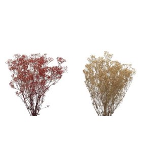 VERDISSIMO-GYPSOFILA 40/60