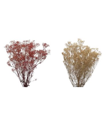 VERDISSIMO-GYPSOFILA 40/60