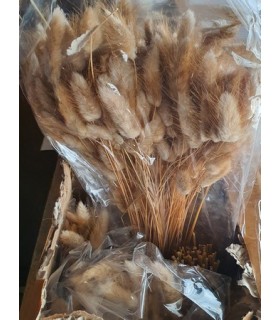 LAGURUS SECHE NATUREL 100gr