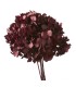 VERDISSIMO-HYDRANGEA standard à la pièce