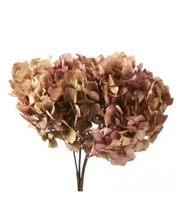 VERDISSIMO-HYDRANGEA standard à la pièce