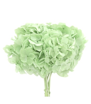 VERDISSIMO-HYDRANGEA PREMIUM à la pièce