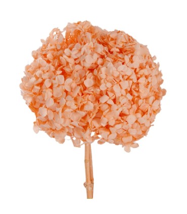 VERDISSIMO-HYDRANGEA PREMIUM à la pièce