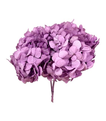 VERDISSIMO-HYDRANGEA PREMIUM à la pièce