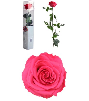 VERDISSIMO-ROSE AMOROSA PREMIUM EMBALLE /1P