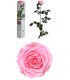 VERDISSIMO-ROSE AMOROSA PREMIUM EMBALLE /1P