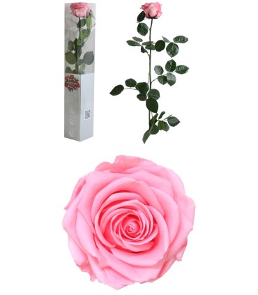 VERDISSIMO-ROSE AMOROSA PREMIUM EMBALLE /1P