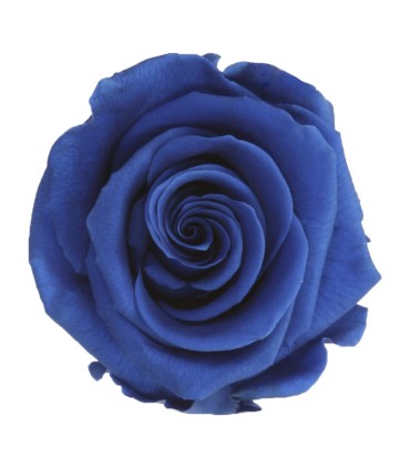 VERDISSIMO-ROSE Queen 5P