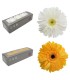 VERDISSIMO-GERBERA BOITE 12P