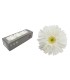 VERDISSIMO-GERBERA BOITE 12P