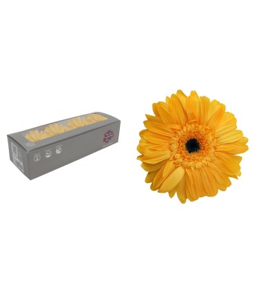 VERDISSIMO-GERBERA BOITE 12P