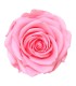 VERDISSIMO-ROSE AMOROSA PREMIUM /1P