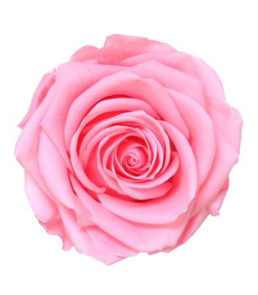 VERDISSIMO-ROSE AMOROSA PREMIUM /1P