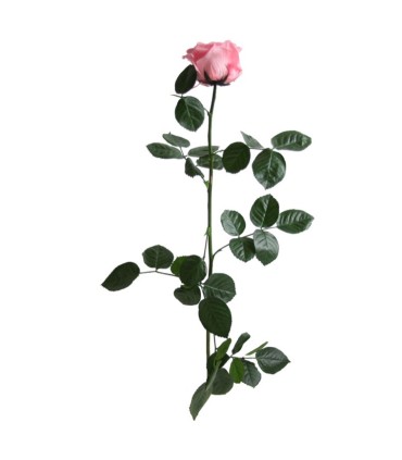 VERDISSIMO-ROSE AMOROSA PREMIUM /1P