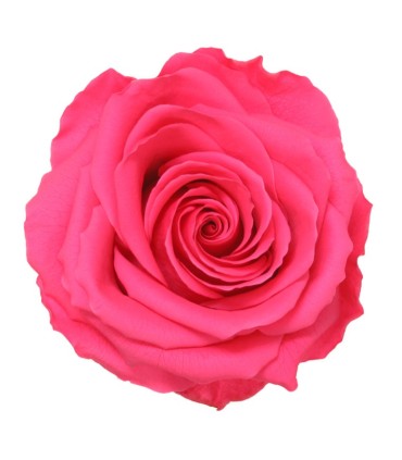 VERDISSIMO-ROSE AMOROSA PREMIUM /1P