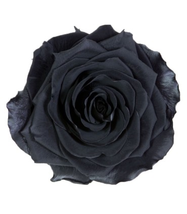 VERDISSIMO-ROSE AMOROSA PREMIUM /1P