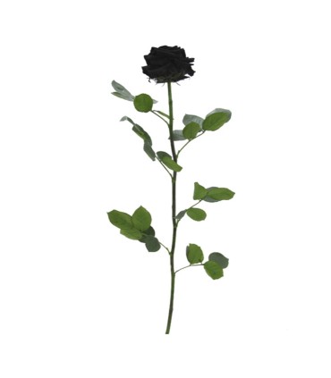 VERDISSIMO-ROSE AMOROSA PREMIUM /1P