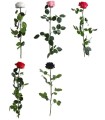 VERDISSIMO-ROSE AMOROSA PREMIUM /1P